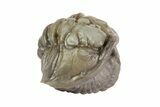 Wide, Enrolled Flexicalymene Trilobite - Ohio #68581-2